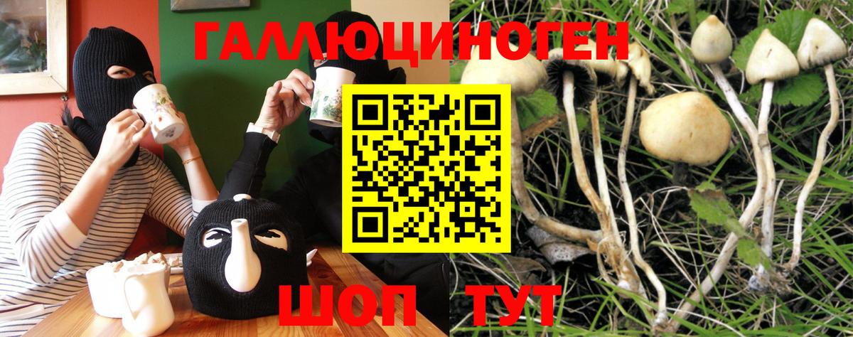 Псилоцибиновые грибы мицелий Новочебоксарск